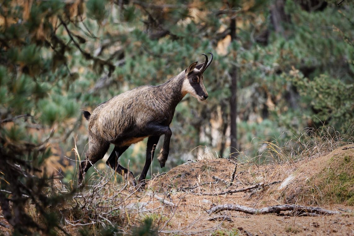 Chamois