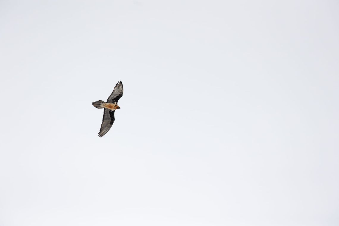 Bearded Vulture - Gemmipass