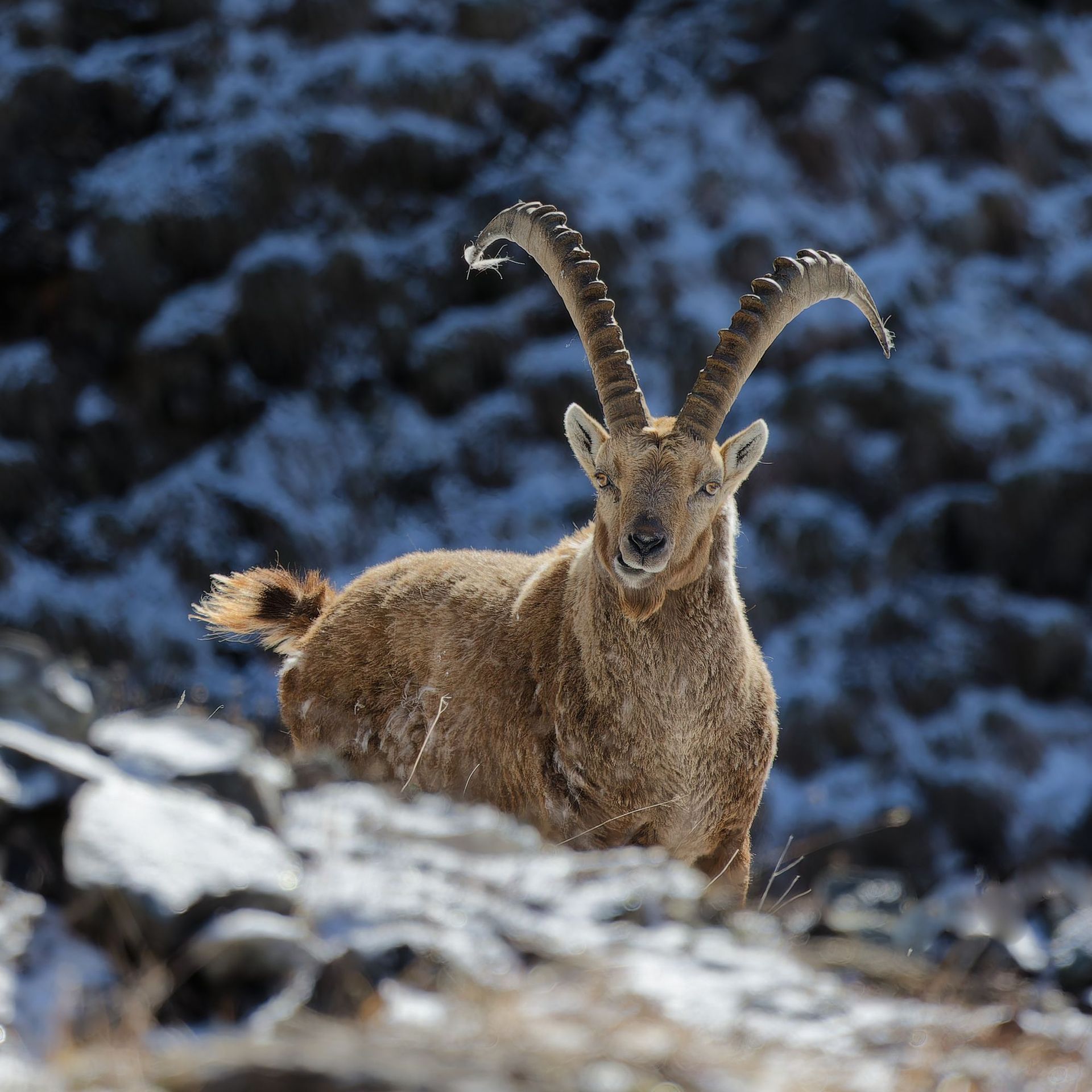 Kandersteg - Oeschinensee