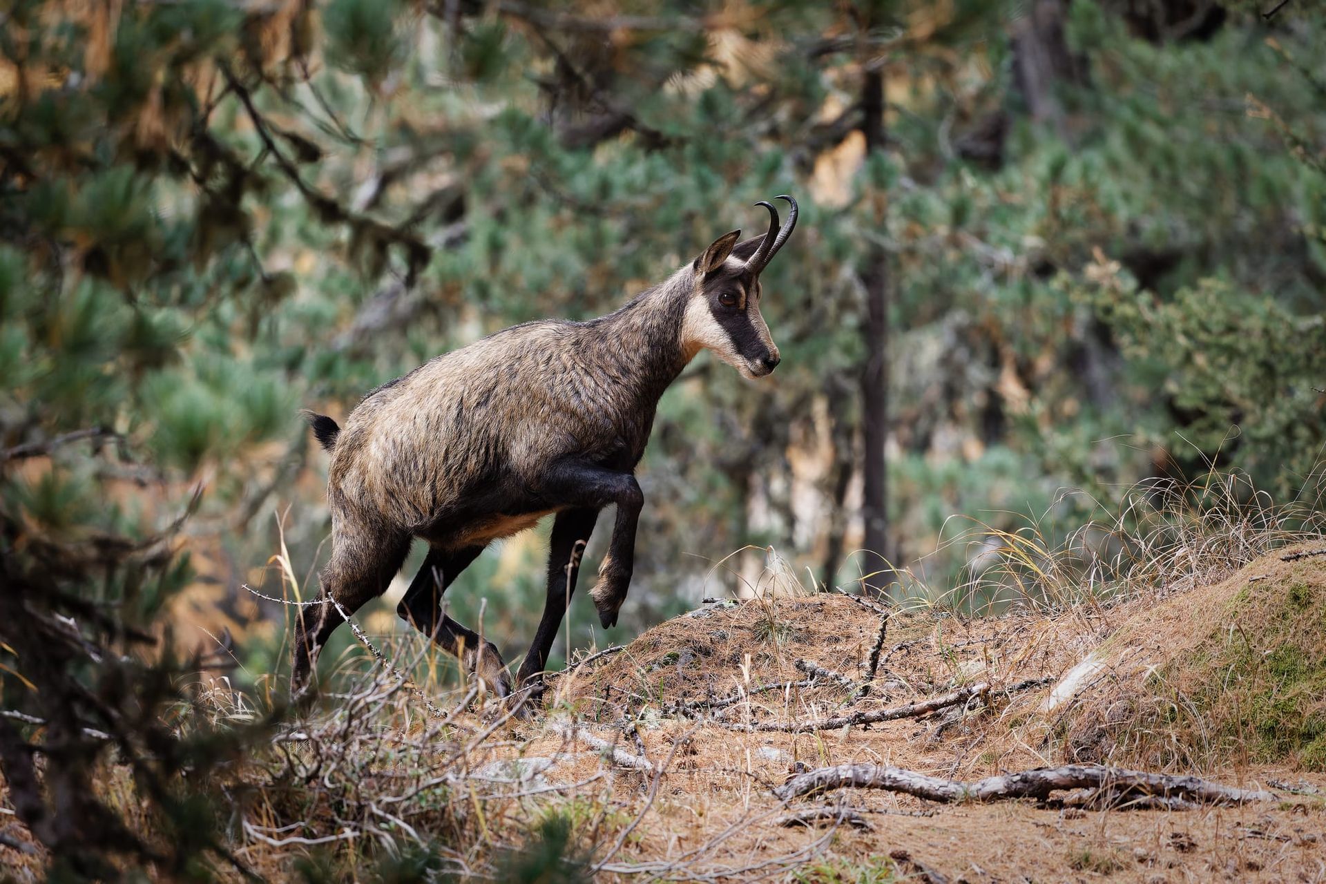 Chamois