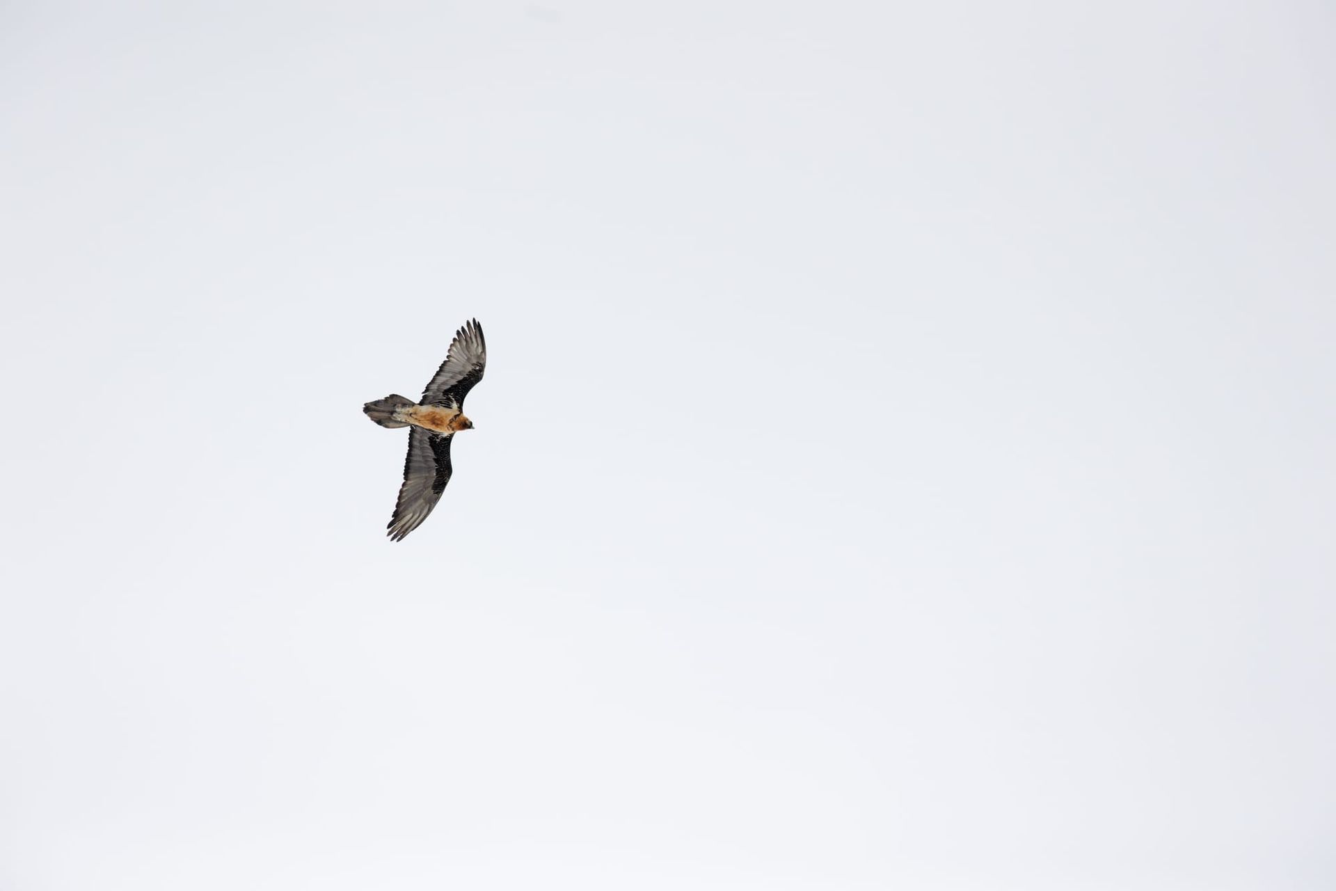 Bearded Vulture - Gemmipass