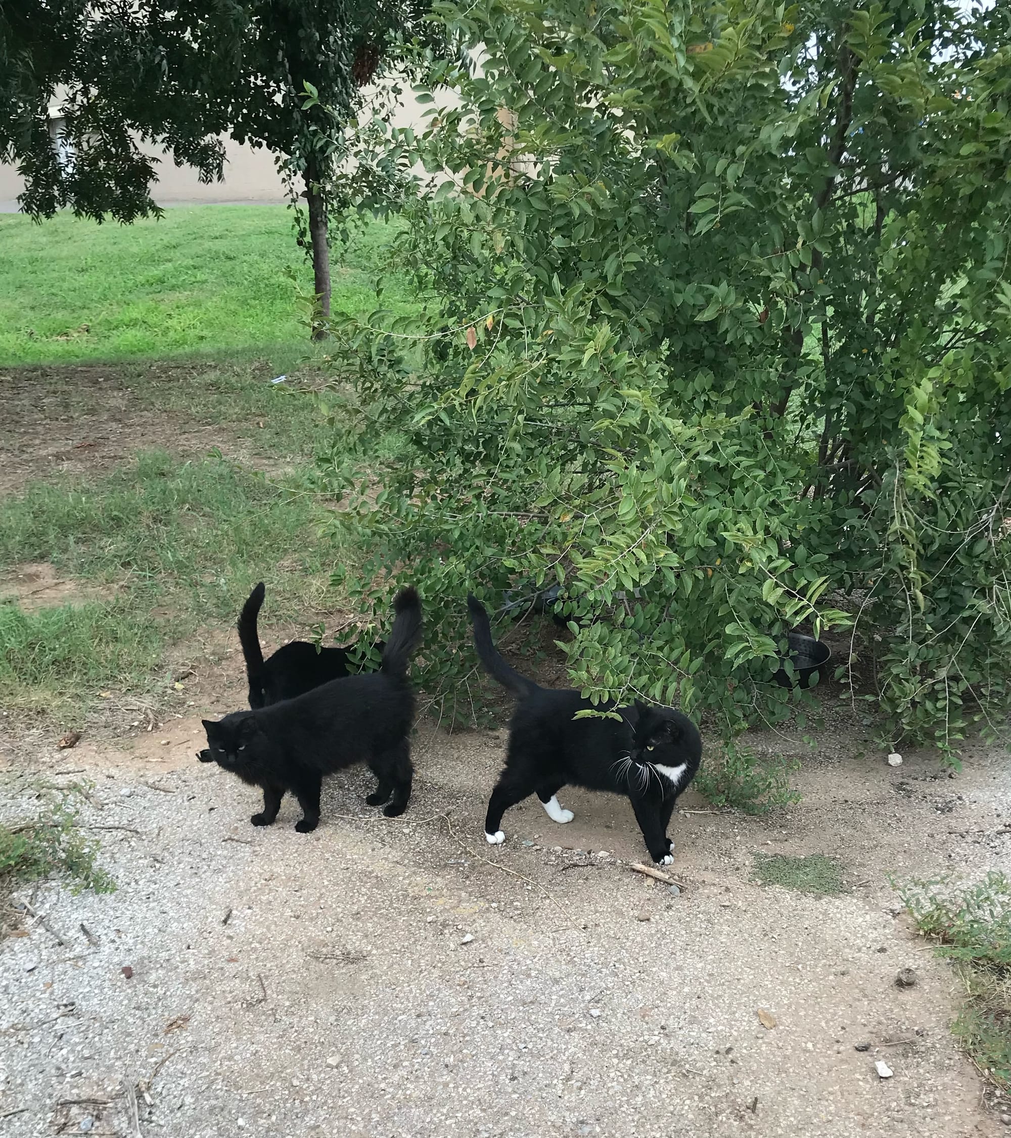 The Cat Colony