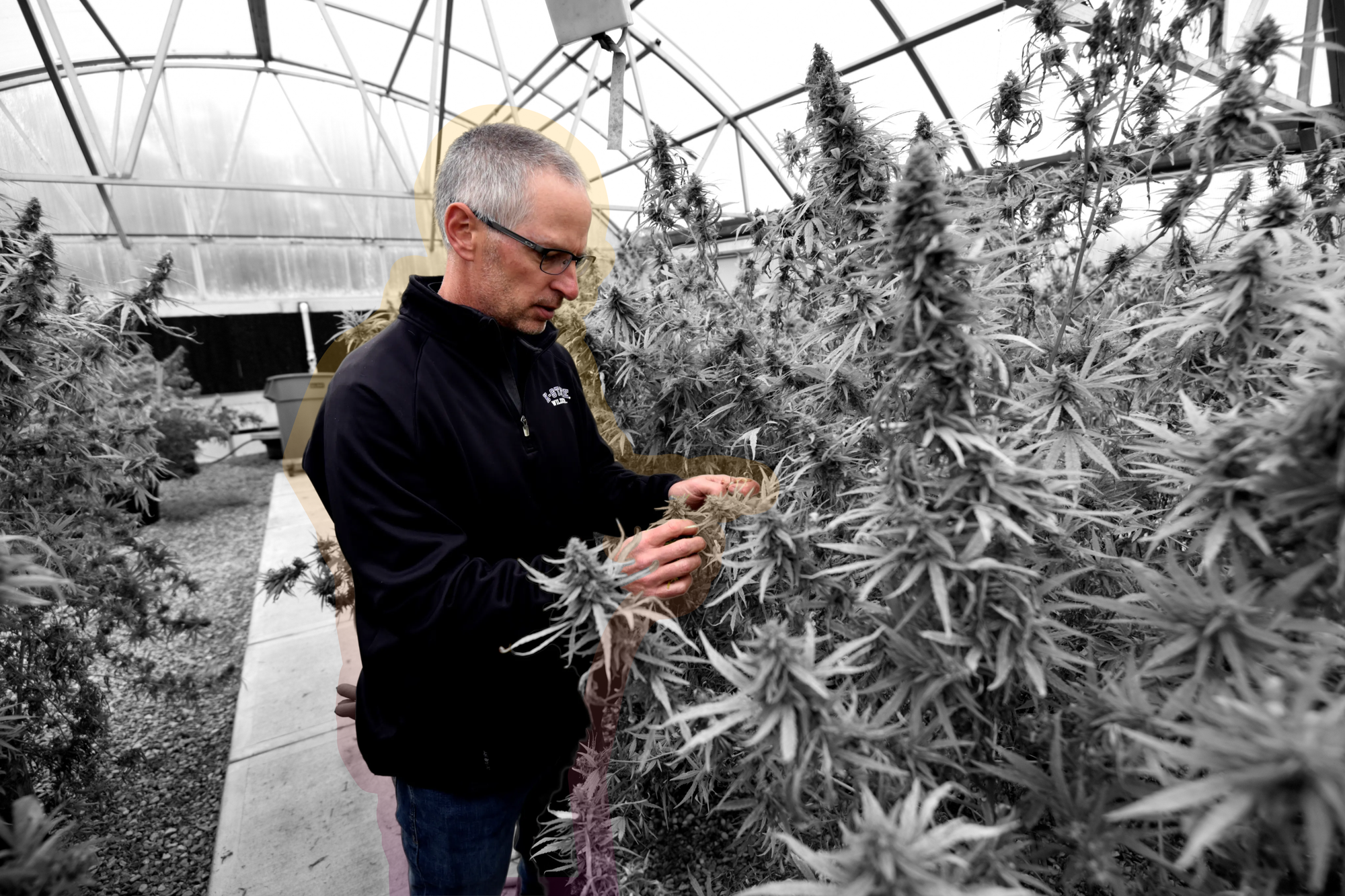 A horticulture professor looks over CBD hemp plants | REUTERS/Nick Oxford, edited by Russell Nystrom
