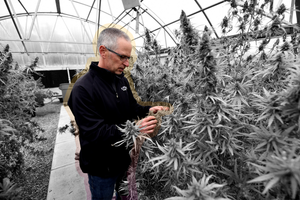 A horticulture professor looks over CBD hemp plants | REUTERS/Nick Oxford, edited by Russell Nystrom