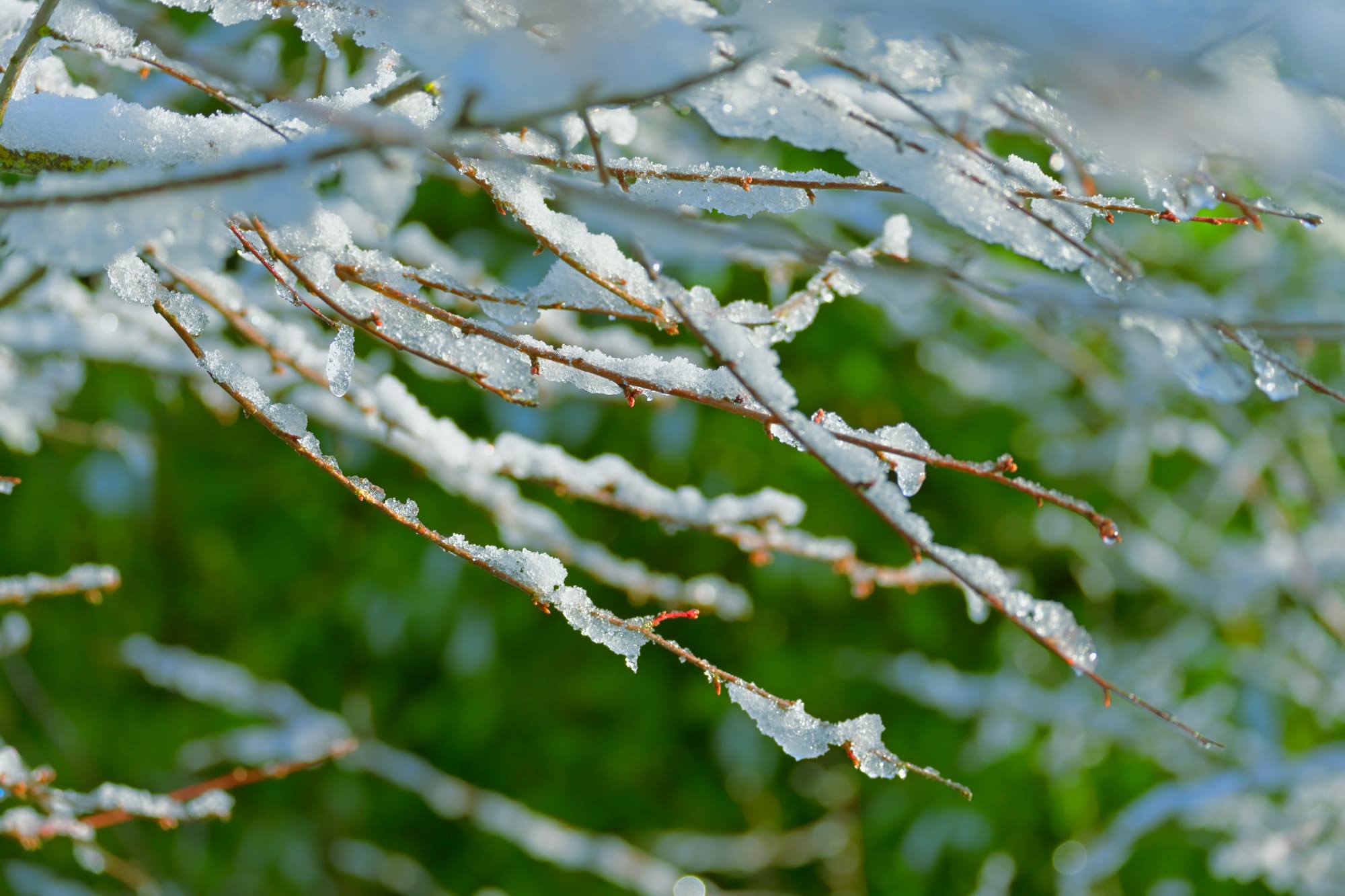 Alkukevään kuulumisia (Flowan uutiskirje 1/2025)
