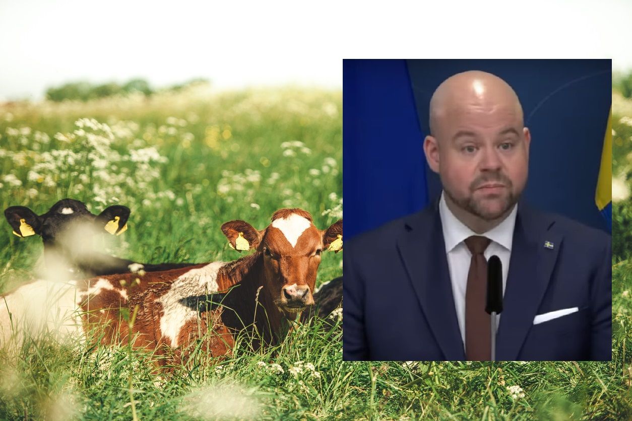 Landsbygdsministern kritiserar köttfientlig rekommendation: “Sverige behöver öka köttproduktionen”