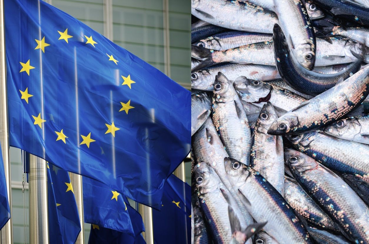 Fiskare rasar mot EU – Sill- och strömmingsfiske förbjuds i Östersjön