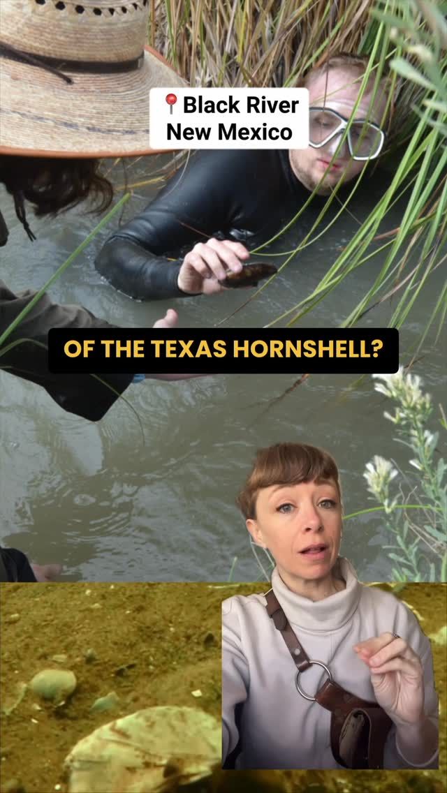 Last native mussel speicies left in New Mexico threated by "produce water" in Black River