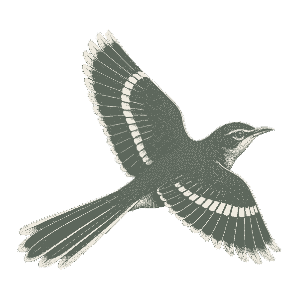 Engraved mockingbird in flight