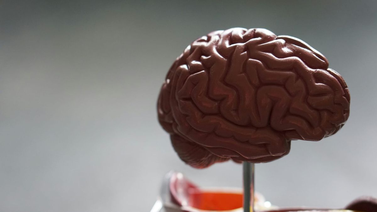Scientists find exercise shields the brain from Alzheimer’s