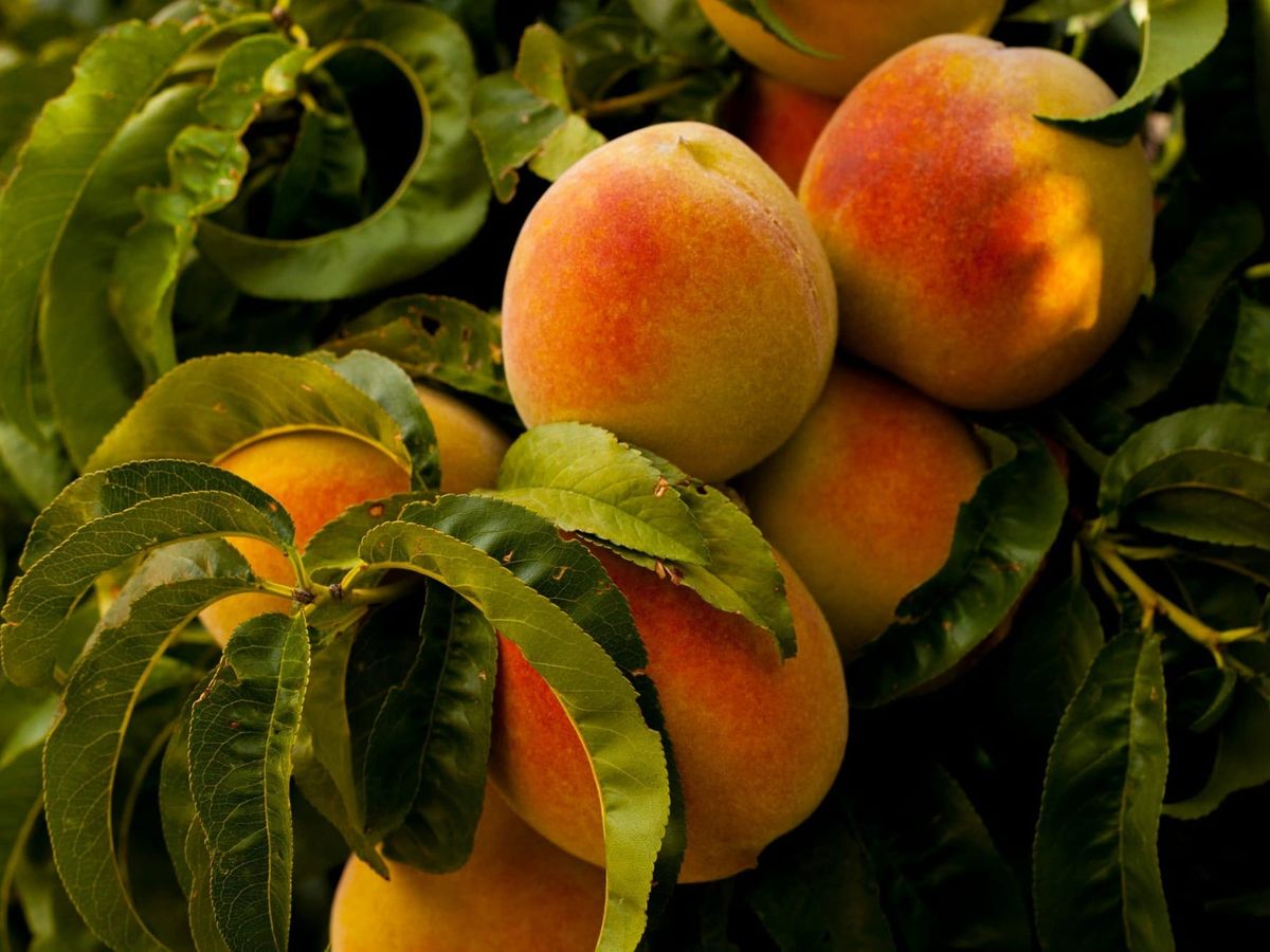 Del Monte bankruptcy forces farmers to destroy 420,000 trees
