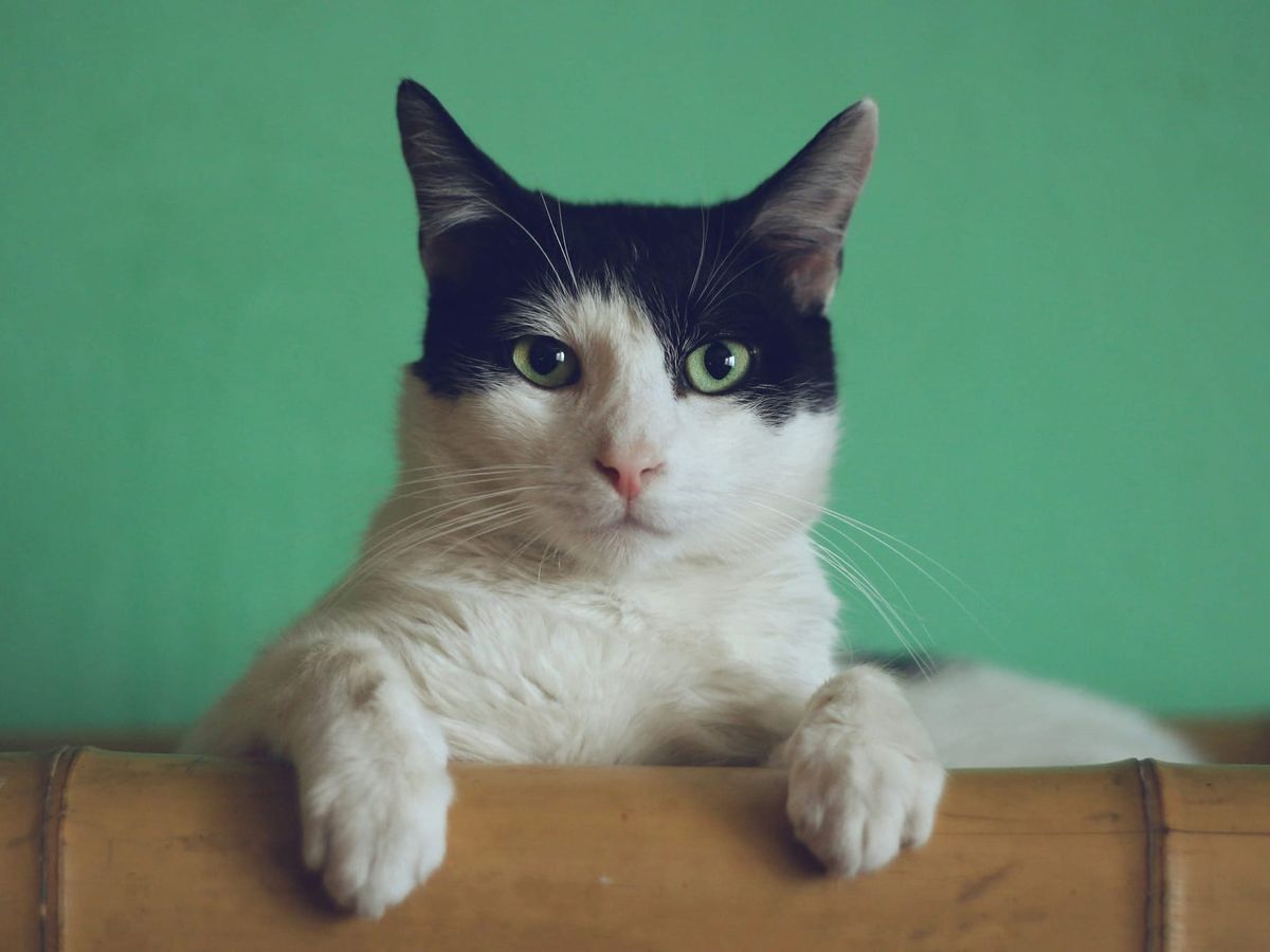 Owning a cat may double schizophrenia risk, study finds