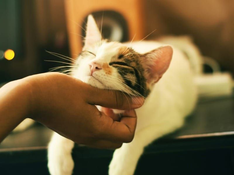 Scientists reveal a simple way to win a cat's trust