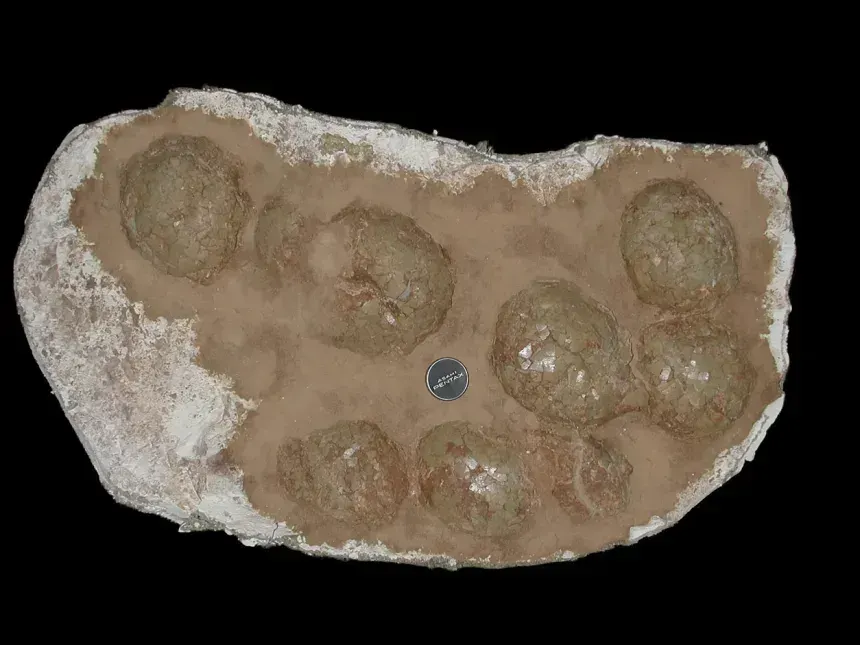 Giant dinosaur eggs found where scientists least expected them