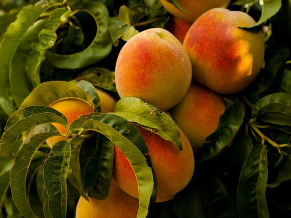 Del Monte bankruptcy forces farmers to destroy 420,000 trees