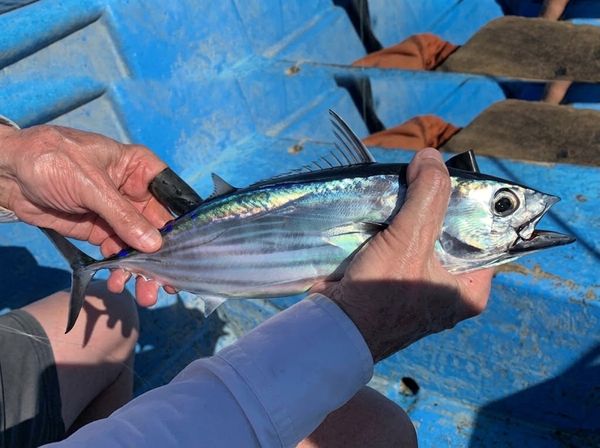 Study finds 96% of tested tuna is infested with parasites