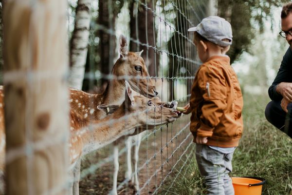 Parents warned after petting zoo animals test positive for rabies