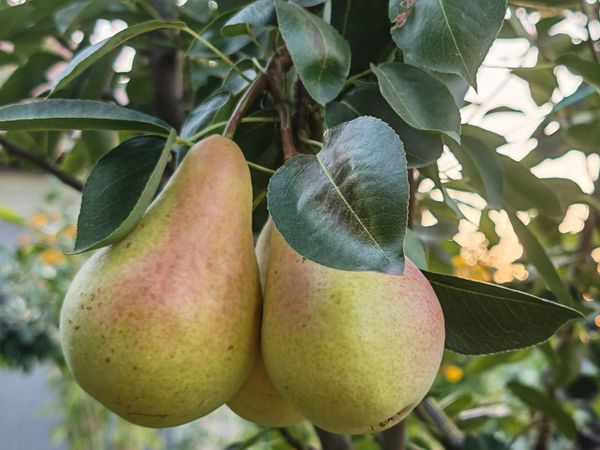 Republicans warn cartel avocados are threatening US farmers