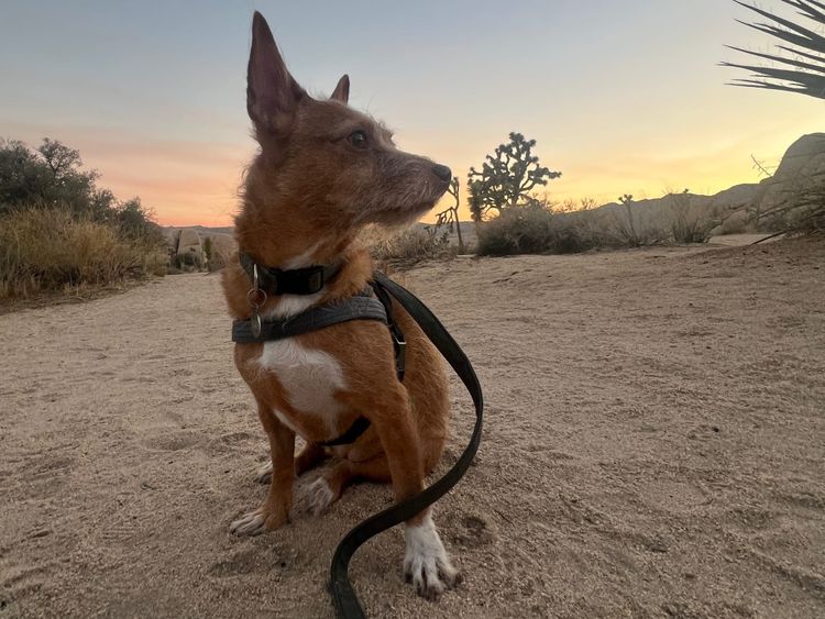 A separate thing: introducing Creative Support Systems