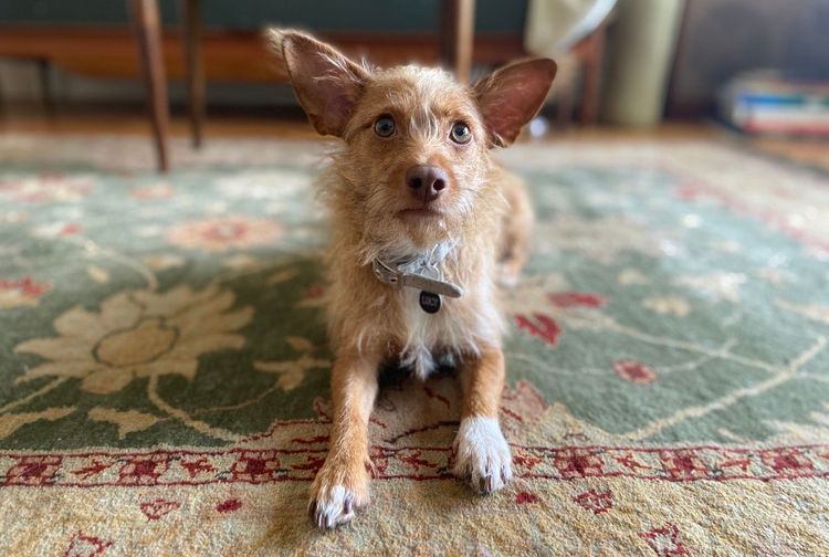 If Springsteen were a muppet and other thoughts