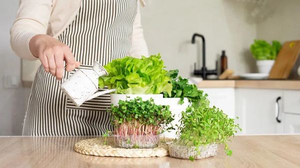 Cultivating Indoor Edible Gardens