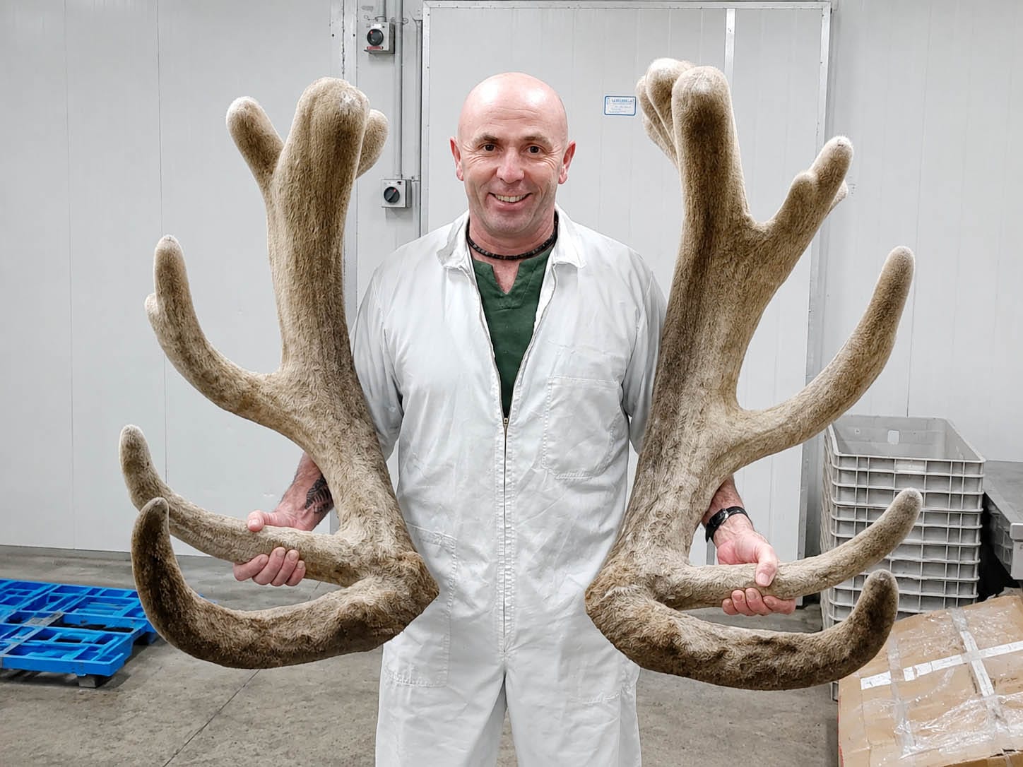 UB Bio staff member holding deer velvet