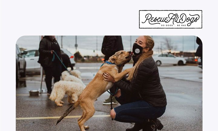 [BoxHero Customer Testimonial] Rescue All Dogs (RAD)