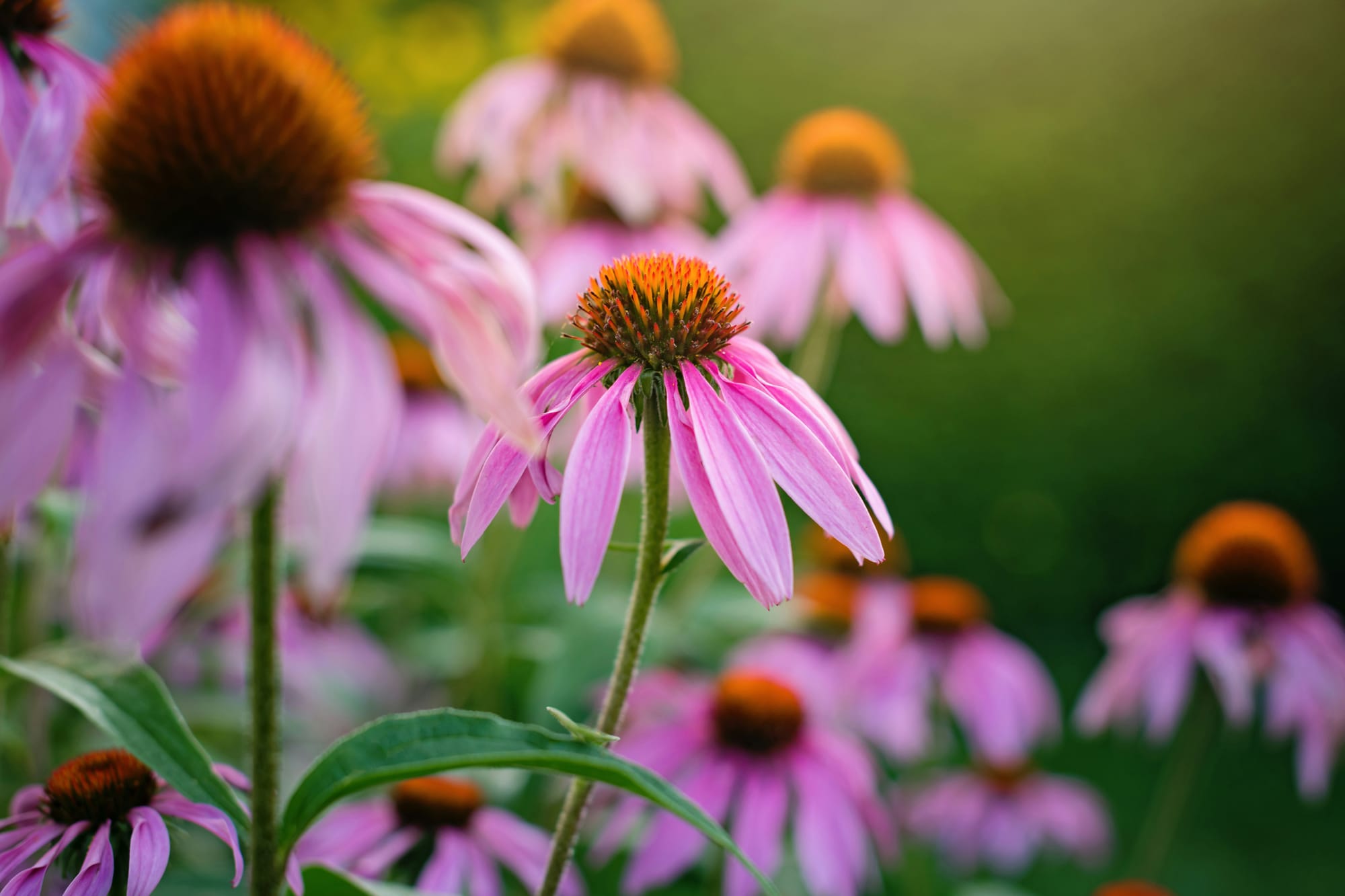 Flowers with long, droopy purple petals and spiky orange centers.