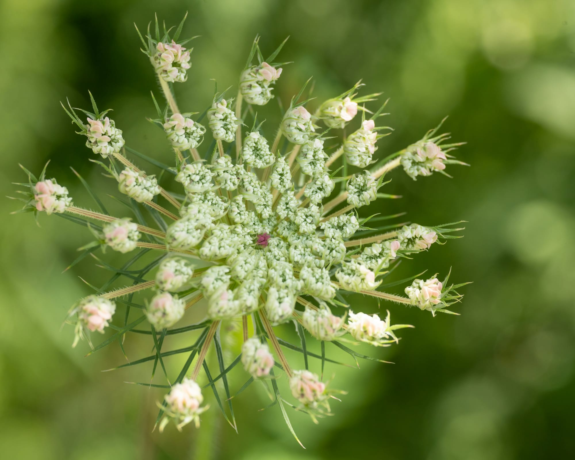 A disc of tiny white flowers with a small purple dot in the middle. The flowers are still opening. Green spiky bracts have opened beneath them.