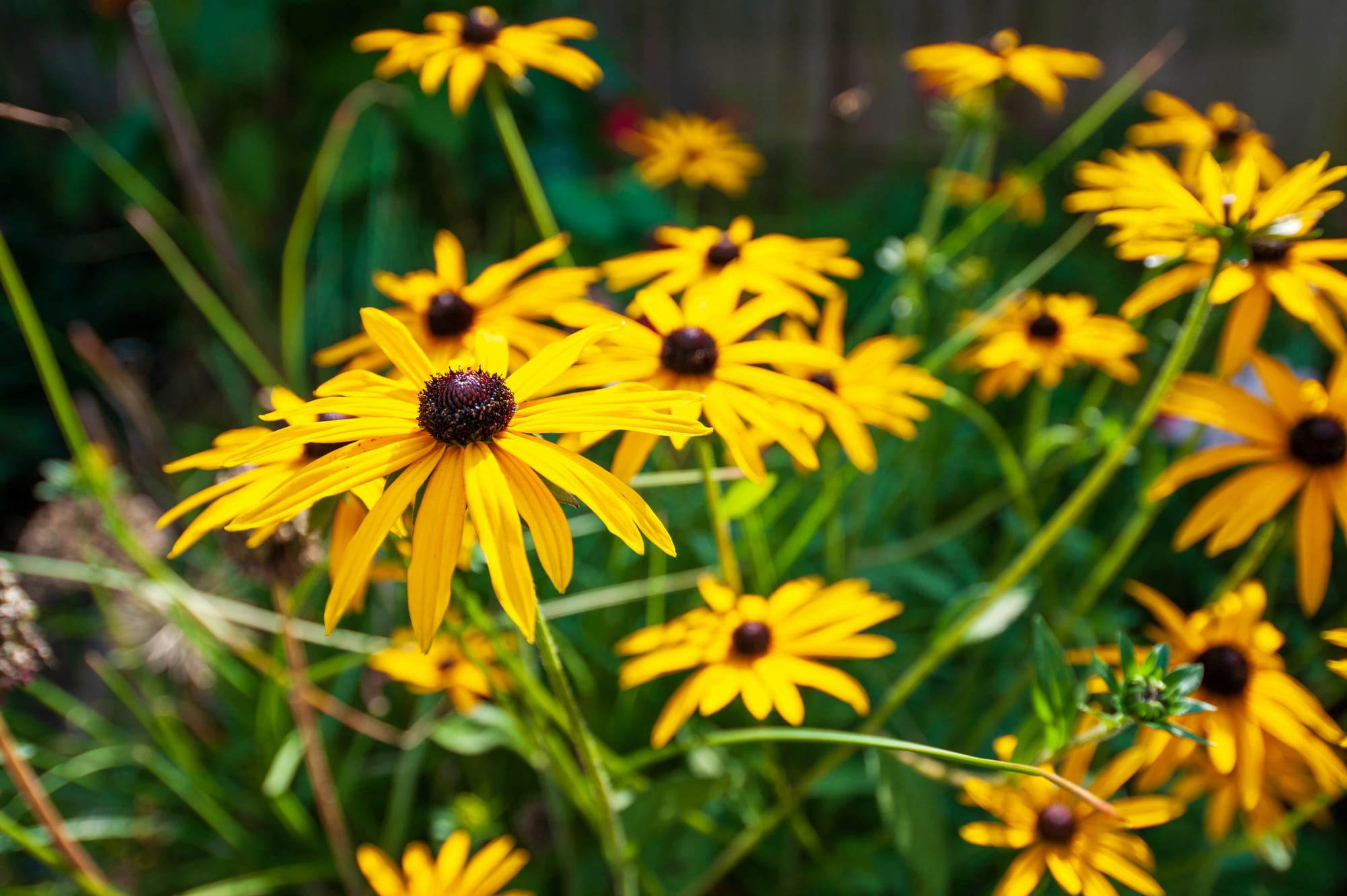 Flowers with long, thin yellow petals and black, somewhat spiky centers.