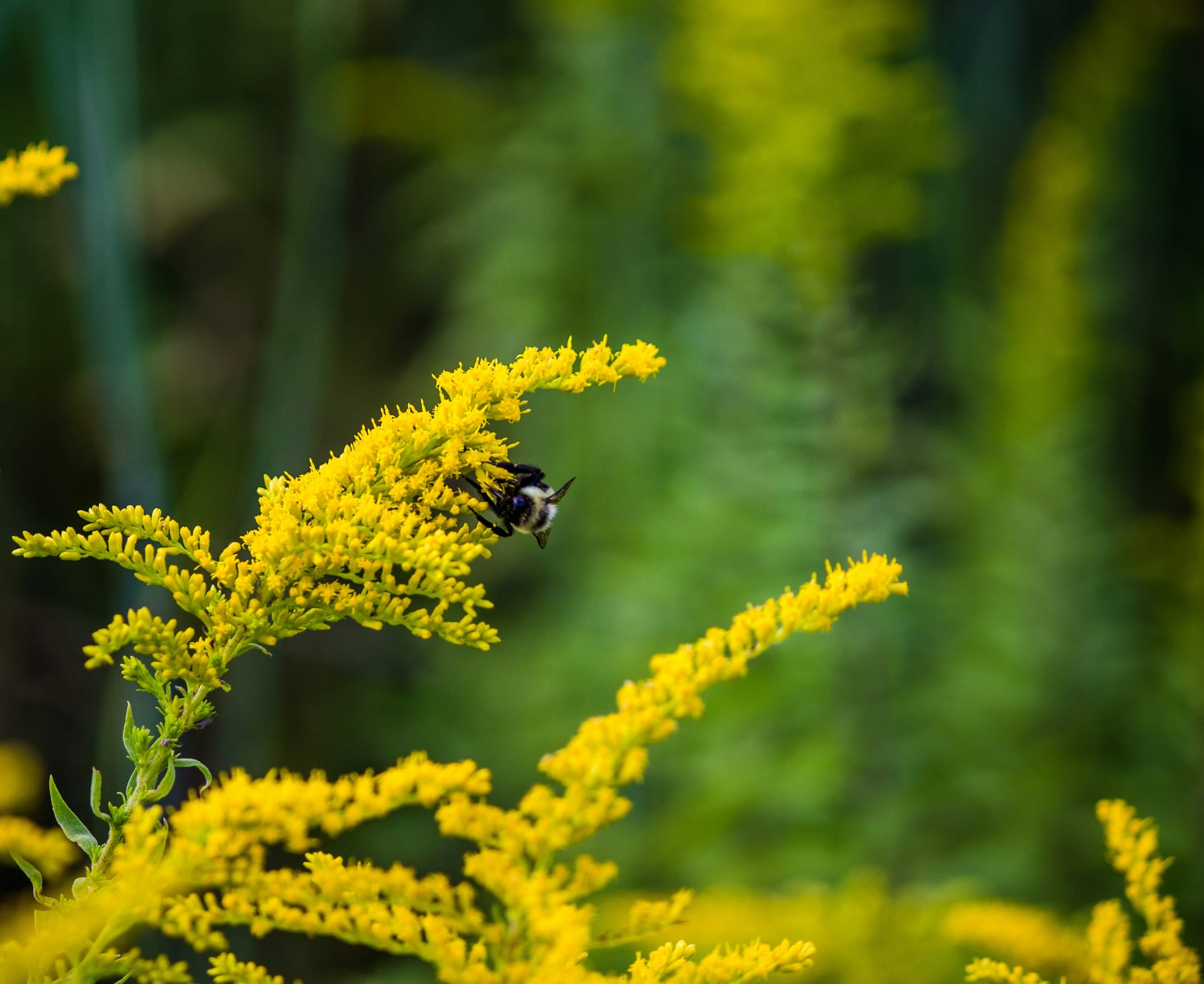 More yellow goldenrod racemes against a blurry green background. A fuzzy bee is feeding.