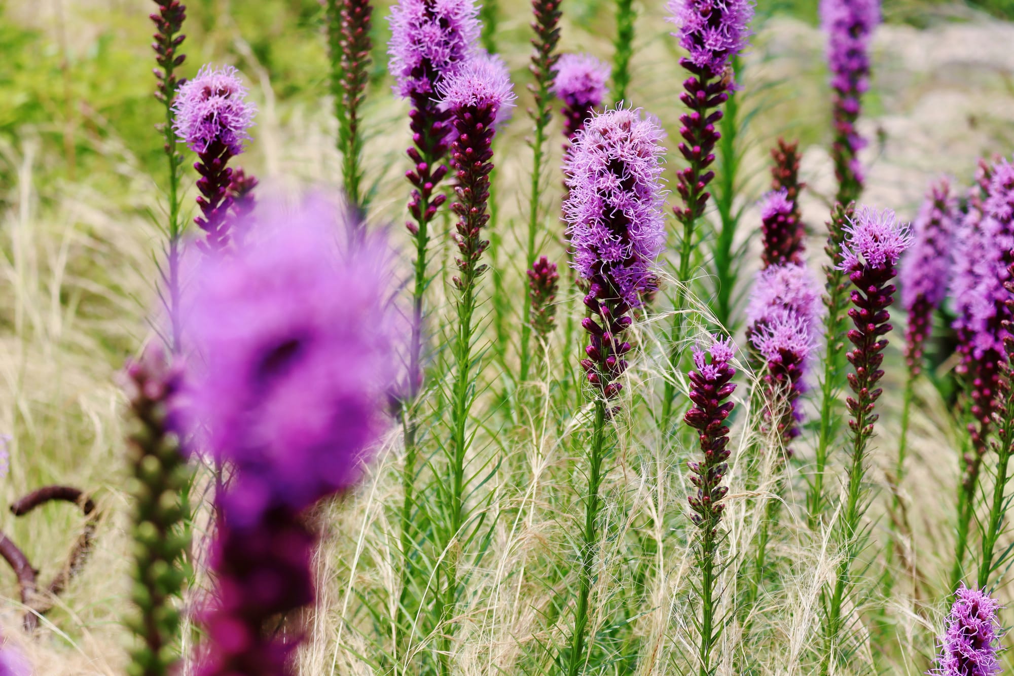 Many plants growing together. They're flowering with fuzzy purple shapes on long spikelets, above green stalks.