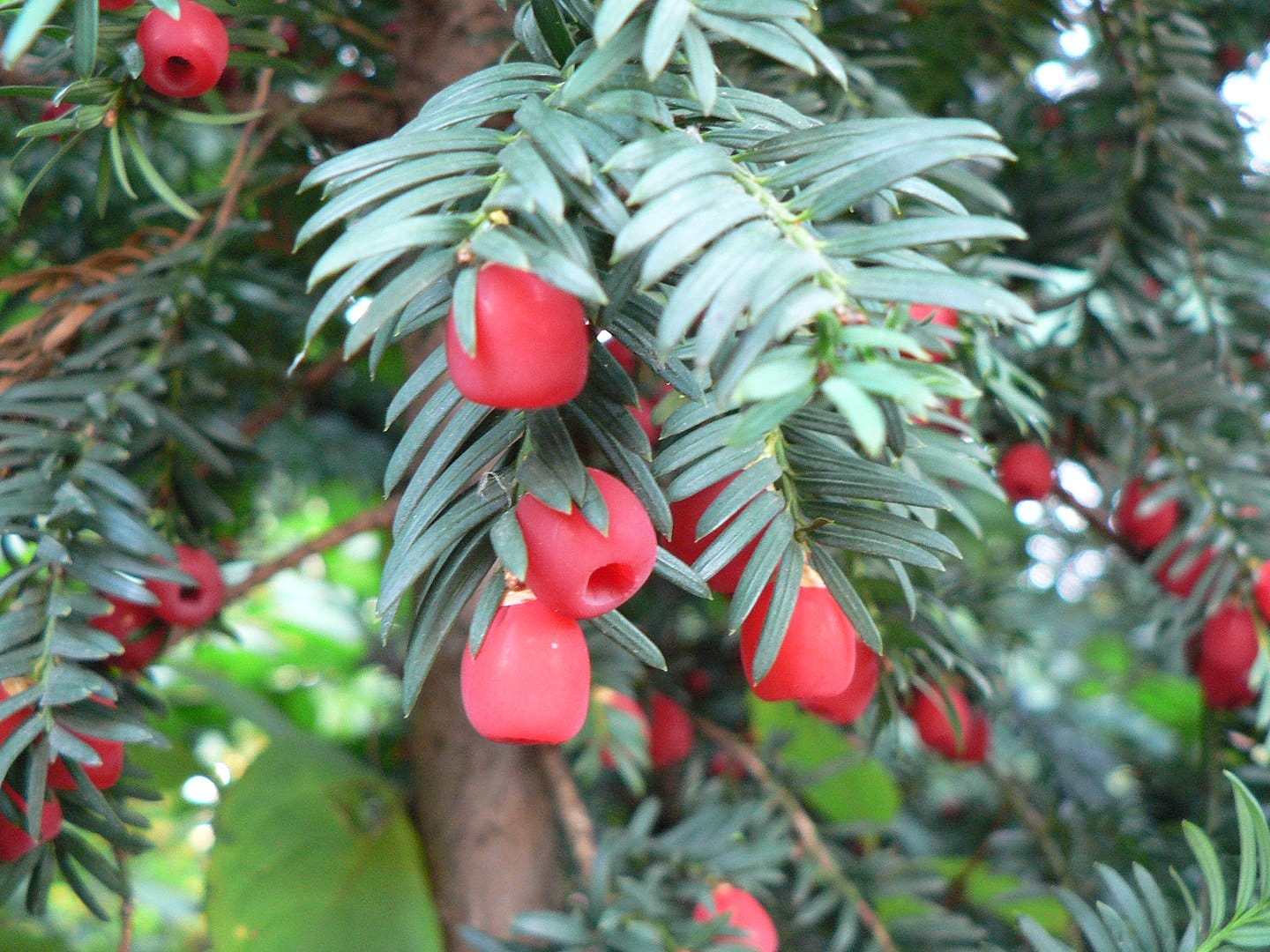 Conifer branches with thin, flat needles and fat red arils that look like tiny fruits with holes in them.