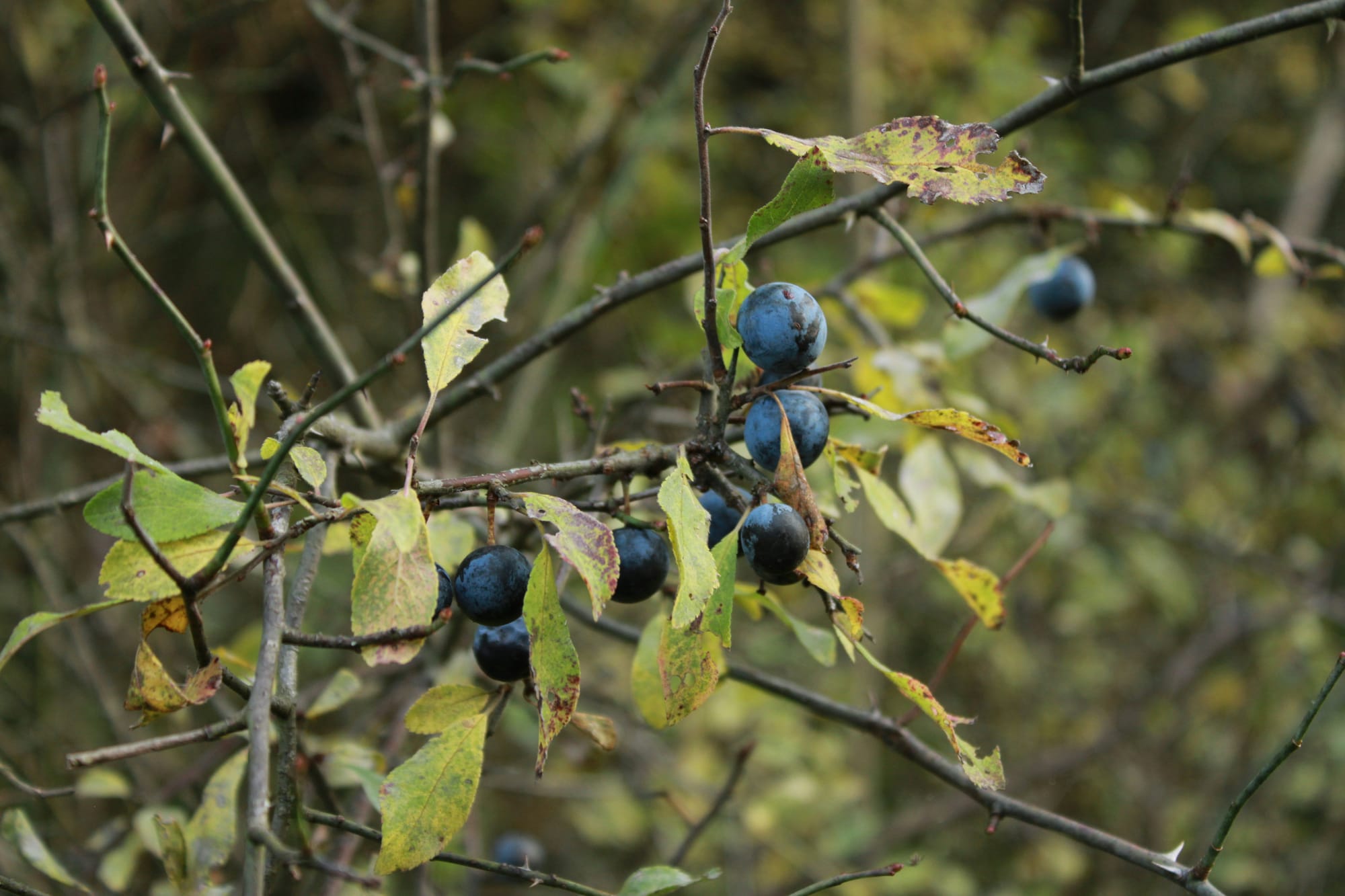 Somewhat bare branches with brown-green leaves remaining as well as round, blue-black fruits that resemble a blueberry but are shaped more like cherries.