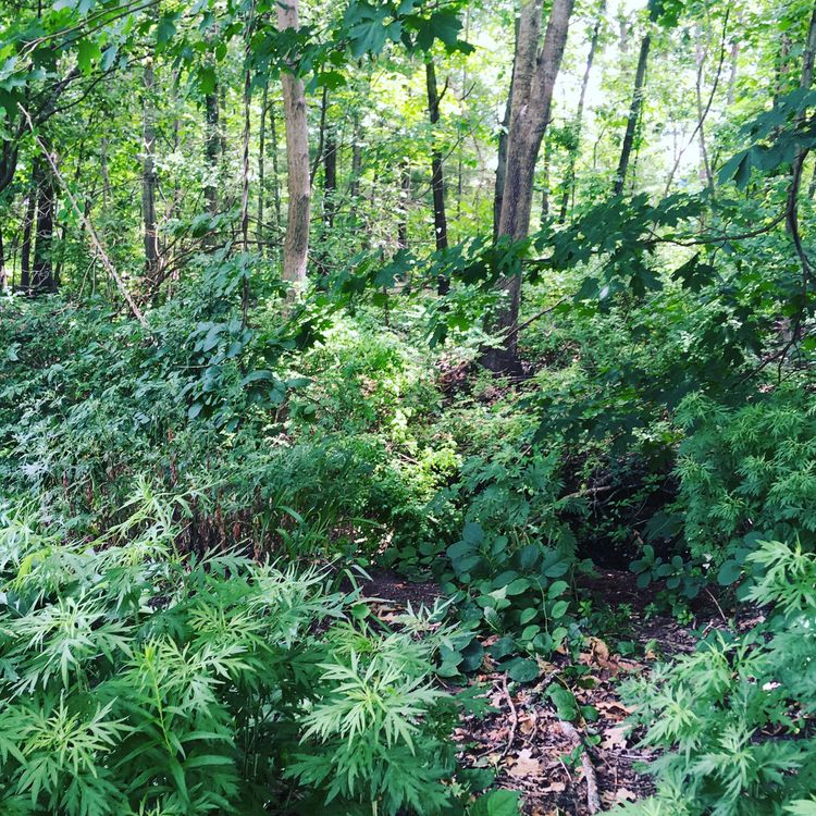 A lush green forest teeming with numerous plants and trees.