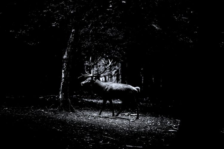 New Moon (Occult): Two in one in two