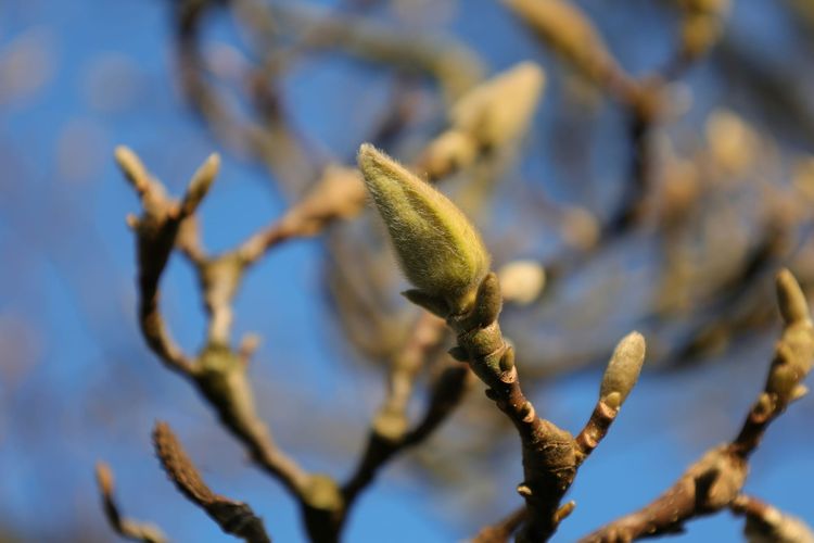 A collection of twigs bearing greenish leaf buds, with blue sky behind them.