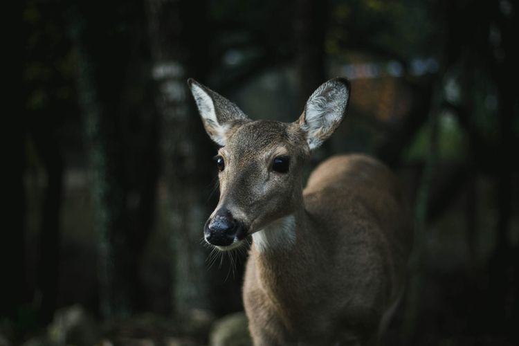 A brown-grey female deer with large, dark eyes and pricked up ears. The background is blurry.