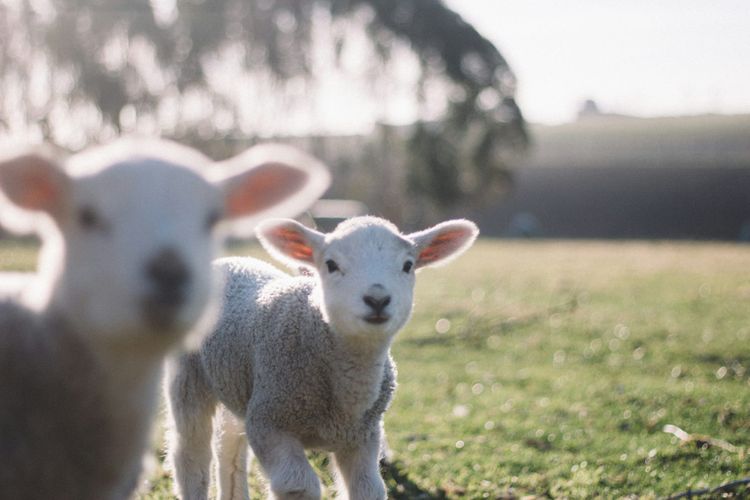 Two young white lambs on green grass with a blurry rural background.