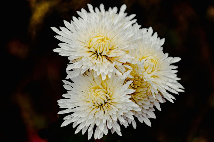 Lush white flowers with dozens of nested petals apiece, with cream-yellow centers that are still unfolding.
