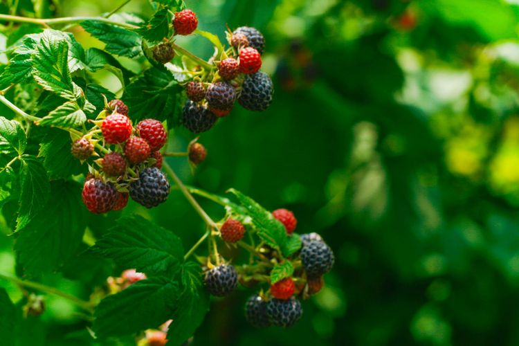 Clusters of bumpy berries in various stages of ripeness from green to red to black, hanging on thin green branches.