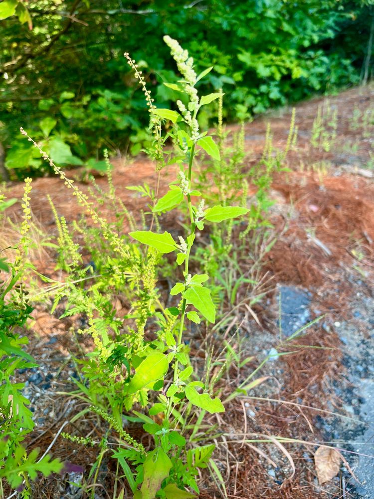 A spindly green plant with white seeds at the top, on the side of a road.