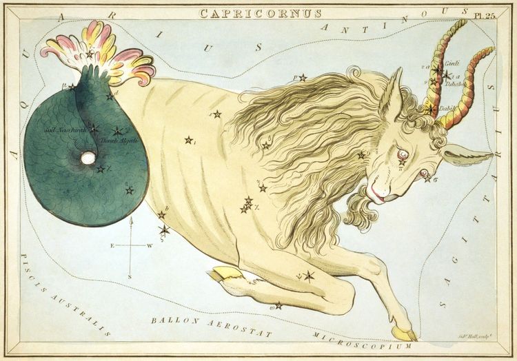 A colored engraving of the constellation Capricorn, with the stars filled in to seem like a goat with a curving fish tail.