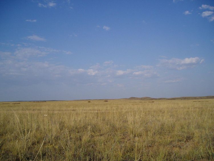 Yellowish, dry grass on a flat plain with blue sky and small white cumulus clouds overhead. Possible blurry animals near the horizon.
