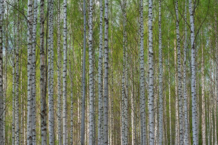 Dozens of straight, slender white trees with black "stripes" where the bark is splitting. They have green leaves.
