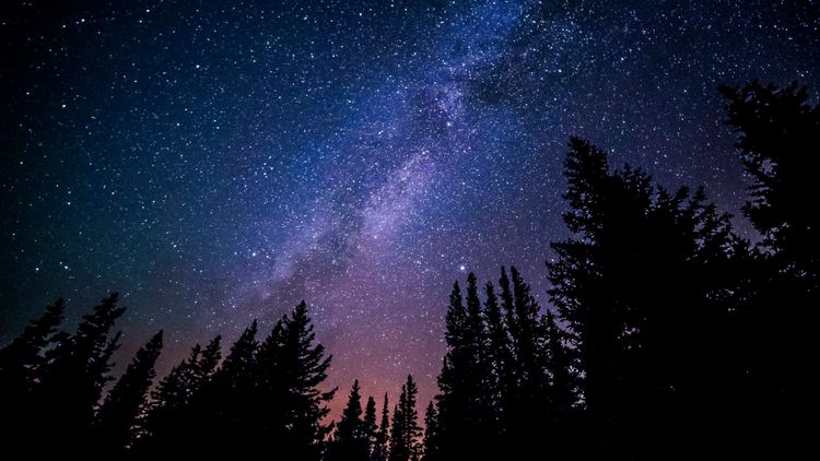 The Milky Way and endless millions of other stars stretch over the silhouettes of conifer trees. The sky's color is blue, purple, and pink.