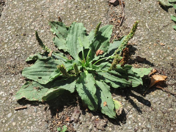 A leafy green plant with seed-covered spikelets, rising from a crack in the pavement.