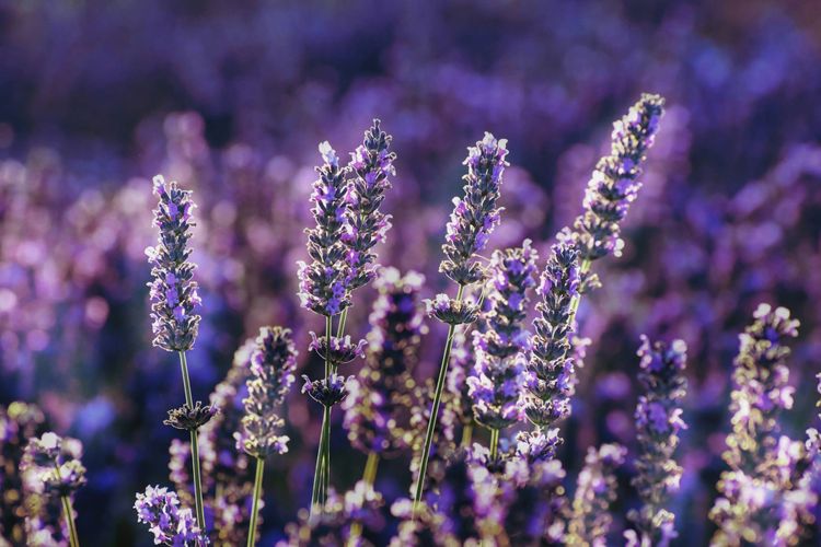 Stalks of vibrant purple lavender flowers, lit by bright sunlight.