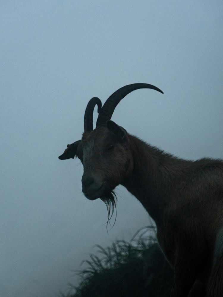 The silhouette of a dark, horned goat against a twilit sky.