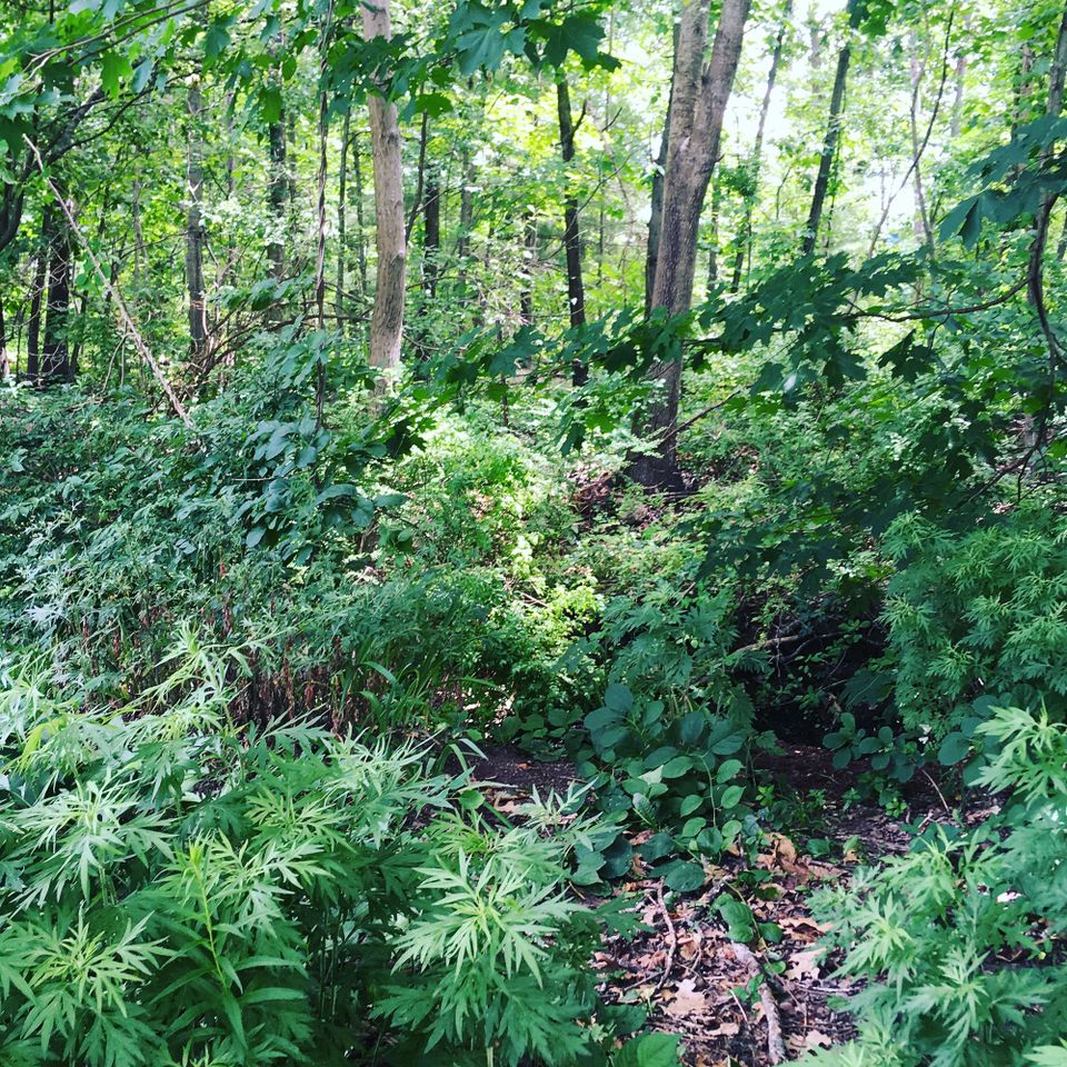 A lush green forest teeming with numerous plants and trees.